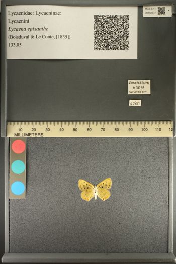 Media type: image;   Entomology 192537